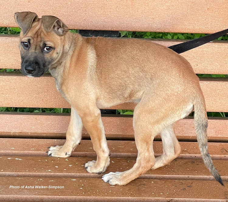 Dog on bench